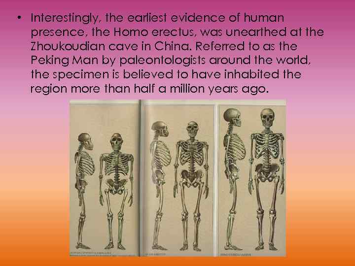  • Interestingly, the earliest evidence of human presence, the Homo erectus, was unearthed