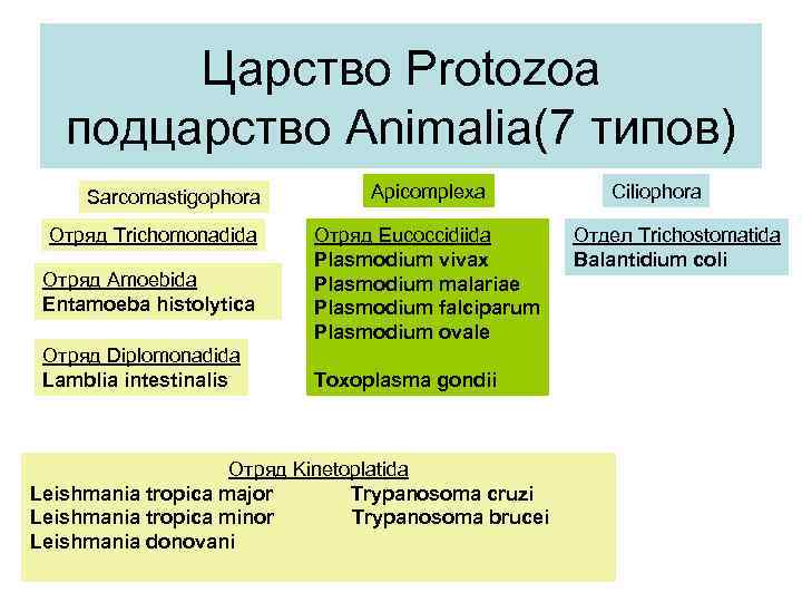 Царство Protozoa подцарство Animalia(7 типов) Sarcomastigophora Отряд Trichomonadida Отряд Amoebida Entamoeba histolytica Отряд Diplomonadida