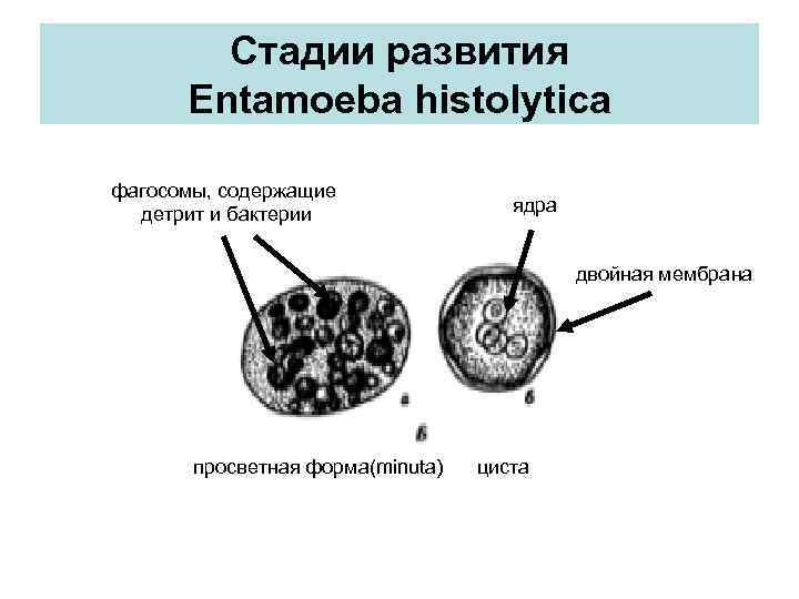 Стадии развития Entamoeba histolytica фагосомы, содержащие детрит и бактерии ядра двойная мембрана просветная форма(minuta)