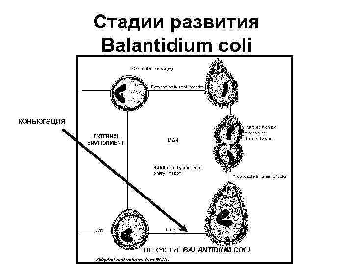 Стадии развития Balantidium coli коньюгация 
