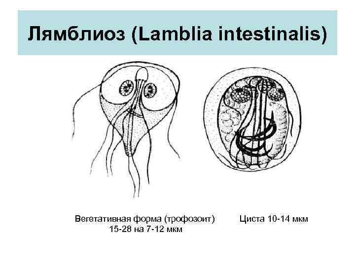 Лямблиоз (Lamblia intestinalis) Вегетативная форма (трофозоит) 15 -28 на 7 -12 мкм Циста 10