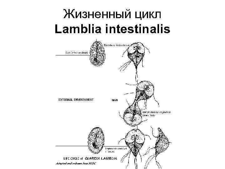 Жизненный цикл Lamblia intestinalis 
