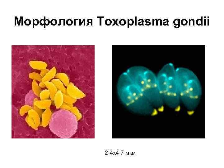 Морфология Toxoplasma gondii 2 -4 х4 -7 мкм 