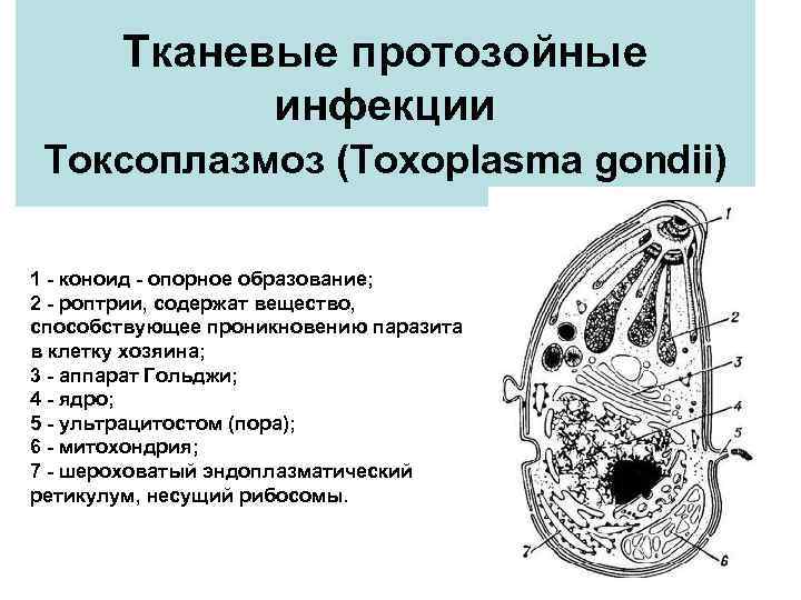 Тканевые протозойные инфекции Токсоплазмоз (Toxoplasma gondii) 1 - коноид - опорное образование; 2 -