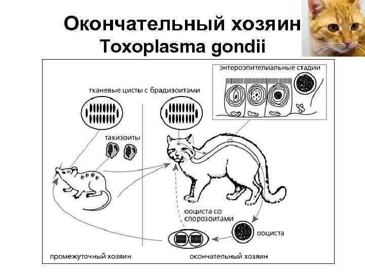 Окончательный хозяин Toxoplasma gondii 