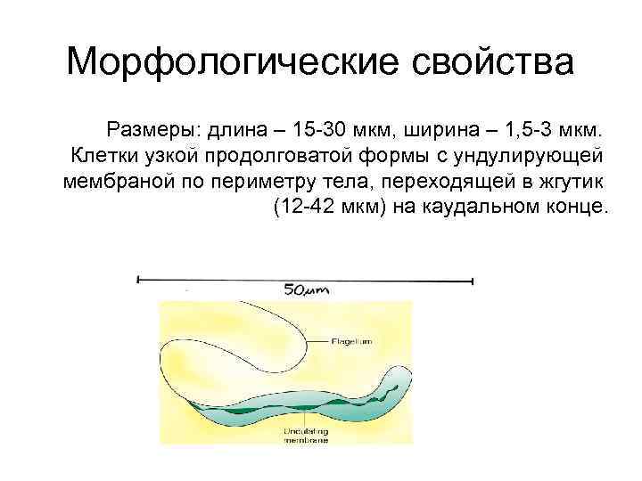 Морфологические свойства Размеры: длина – 15 -30 мкм, ширина – 1, 5 -3 мкм.