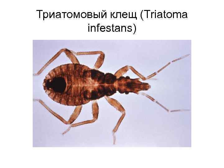 Триатомовый клещ (Triatoma infestans) 