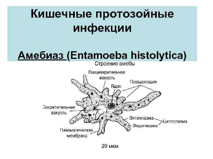 Кишечные протозойные инфекции Амебиаз (Entamoeba histolytica) 20 мкм 