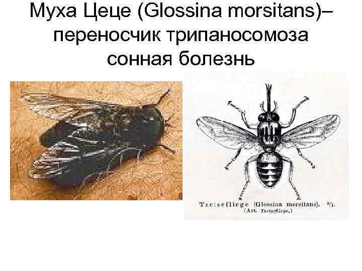 Муха Цеце (Glossina morsitans)– переносчик трипаносомоза сонная болезнь 