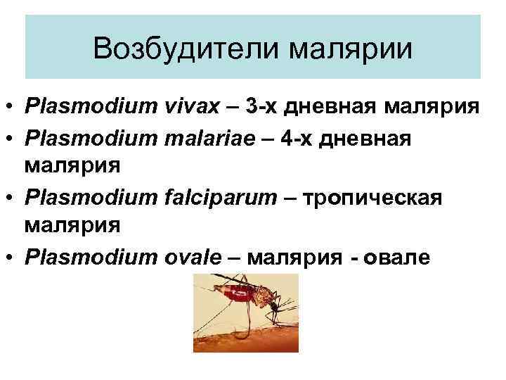 Возбудители малярии • Plasmodium vivax – 3 -х дневная малярия • Plasmodium malariae –