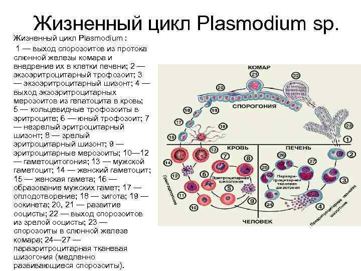 Жизненный цикл Plasmodium sp. Жизненный цикл Plasmodium : 1 — выход спорозоитов из протока