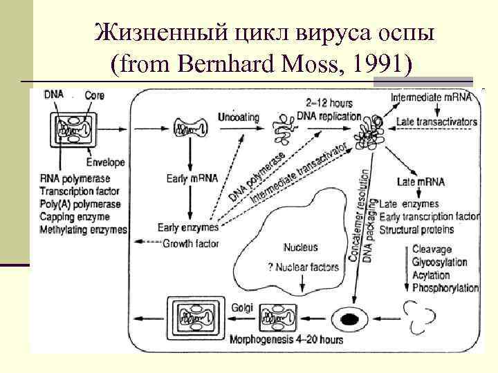 Жизненный цикл вируса оспы (from Bernhard Moss, 1991) 