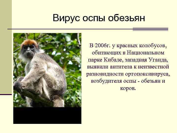 Вирус оспы обезьян В 2006 г. у красных колобусов, обитающих в Национальном парке Кибале,