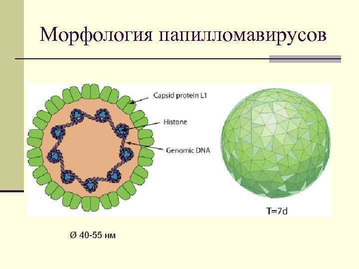 Морфология папилломавирусов Ø 40 -55 нм 