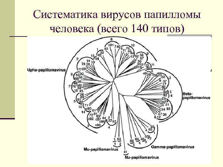 Систематика вирусов папилломы человека (всего 140 типов) 