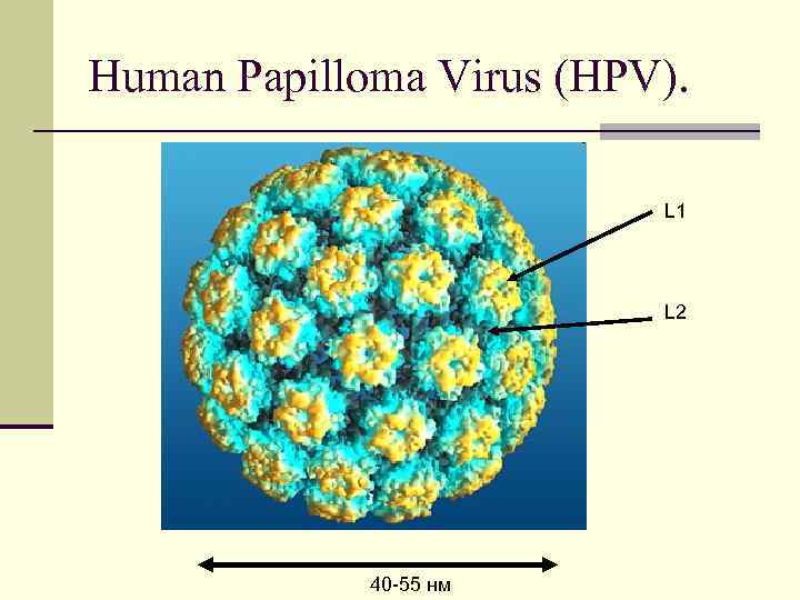 Human Papilloma Virus (HPV). L 1 L 2 40 -55 нм 