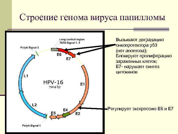 Строение генома вируса папилломы Вызывают деградацию онкопротектора р53 (нет апоптоза); Блокируют пролиферацию зараженных клеток;