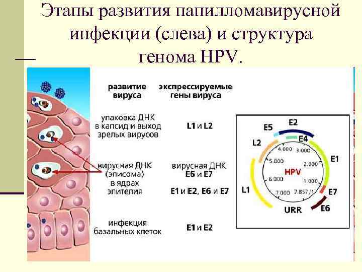 Этапы развития папилломавирусной инфекции (слева) и структура генома HPV. 