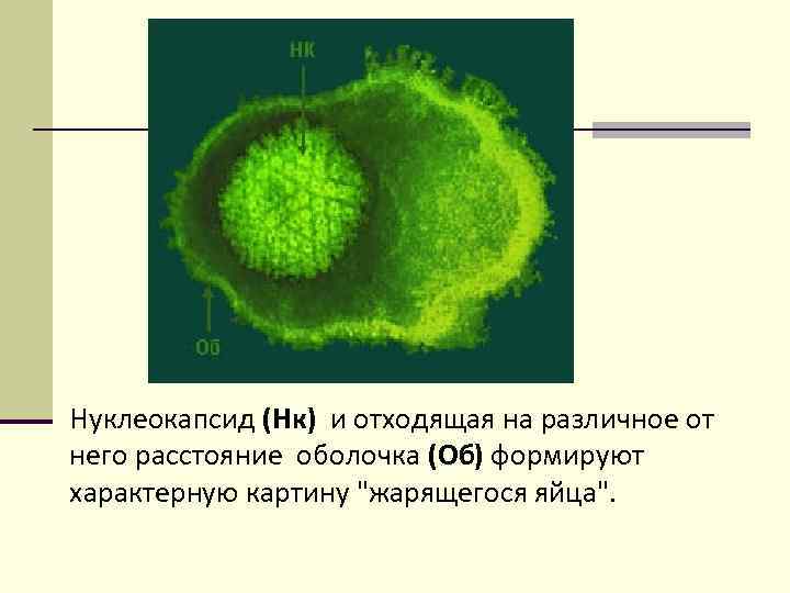 Нуклеокапсид (Нк) и отходящая на различное от него расстояние оболочка (Об) формируют характерную картину