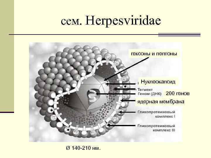 сем. Herpesviridae гексоны и пептоны Нуклеокапсид 200 генов ядерная мембрана Ø 140 -210 нм.