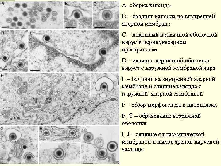 A- сборка капсида B – баддинг капсида на внутренней ядерной мембране С – покрытый