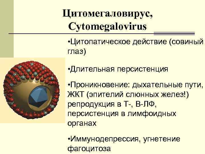 Цитомегаловирус, Сytomegalovirus • Цитопатическое действие (совиный глаз) • Длительная персистенция • Проникновение: дыхательные пути,