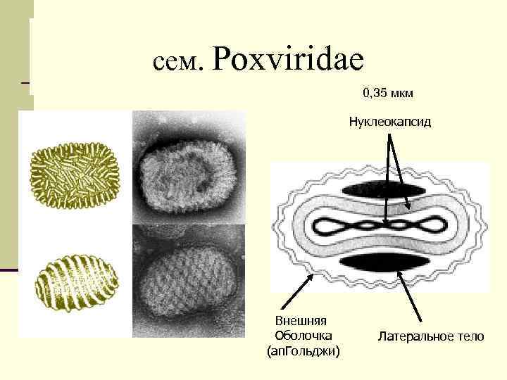 сем. Poxviridae 0, 35 мкм Нуклеокапсид Внешняя Оболочка (ап. Гольджи) Латеральное тело 