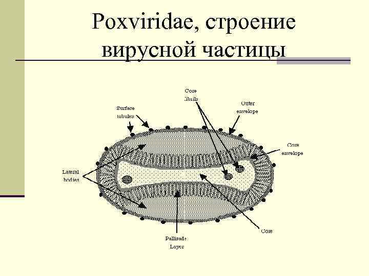 Poxviridae, строение вирусной частицы 