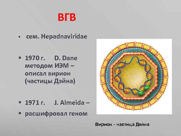  ВГВ § сем. Hepadnaviridae § 1970 г. D. Dane методом ИЭМ – описал