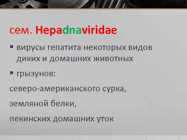 сем. Hepadnaviridae § вирусы гепатита некоторых видов диких и домашних животных § грызунов: северо-американского