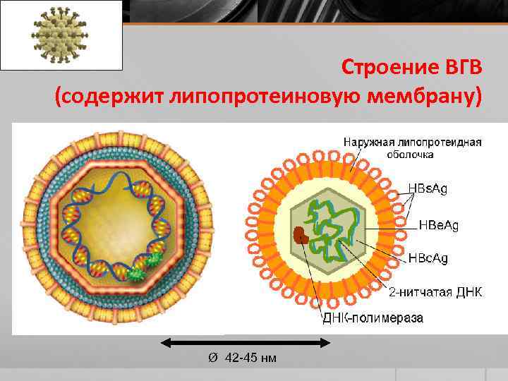 Строение ВГВ (содержит липопротеиновую мембрану) Ø 42 -45 нм 