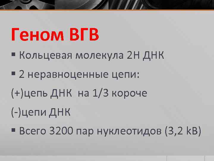 Геном ВГВ § Кольцевая молекула 2 Н ДНК § 2 неравноценные цепи: (+)цепь ДНК
