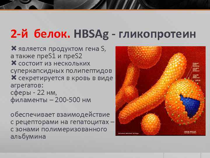 2 -й белок. HBSAg - гликопротеин является продуктом гена S, а также пре. S