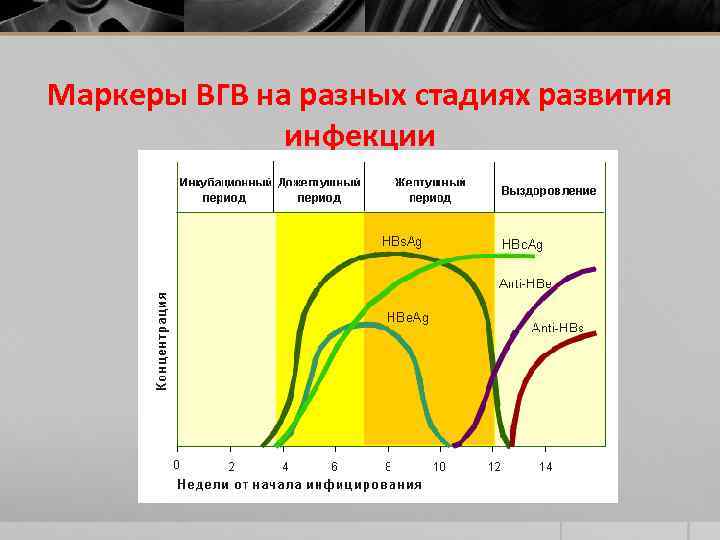 Маркеры ВГВ на разных стадиях развития инфекции 