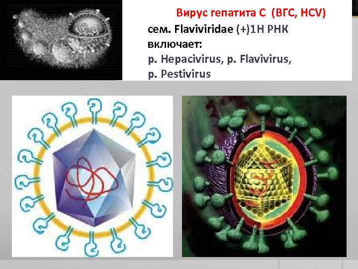  Вирус гепатита C (ВГС, HCV) сем. Flaviviridae (+)1 Н РНК включает: р. Hepacivirus,