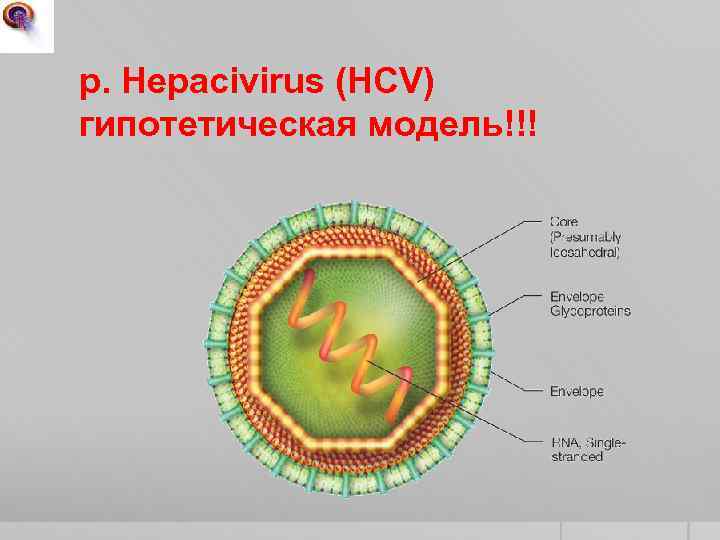 р. Hepacivirus (HCV) гипотетическая модель!!! 