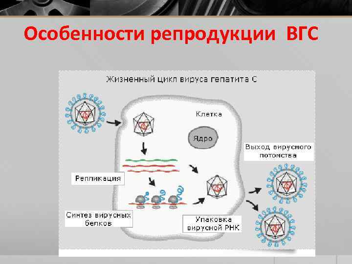  Особенности репродукции ВГС 