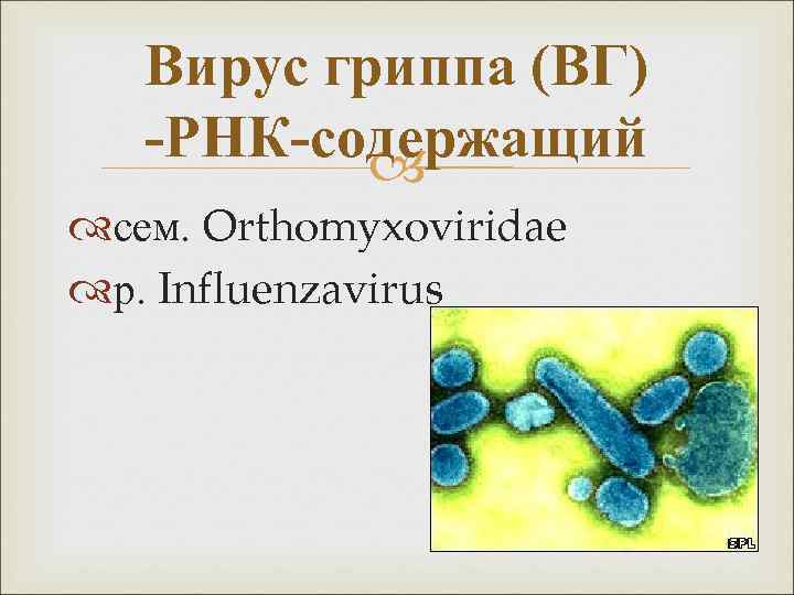 Вирус гриппа (ВГ) -РНК-содержащий сем. Orthomyxoviridae р. Influenzavirus 