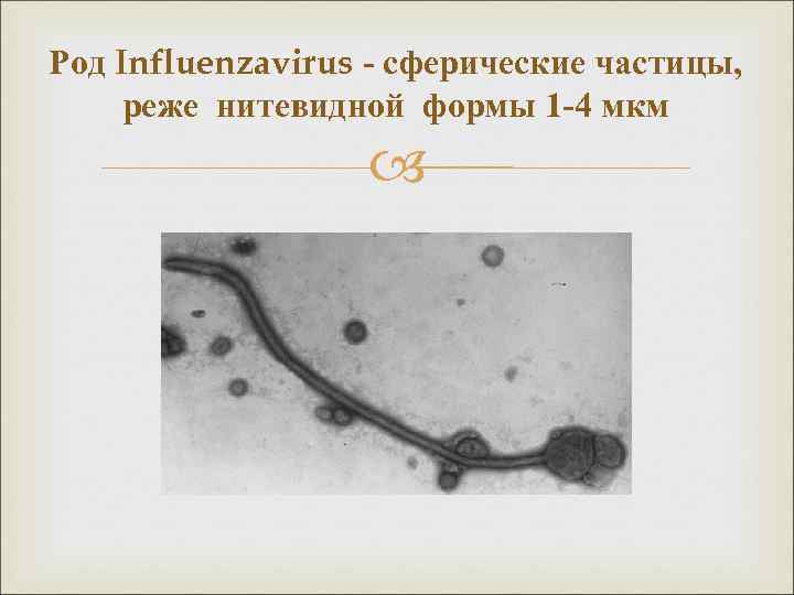 Род Influenzavirus - сферические частицы, реже нитевидной формы 1 -4 мкм 