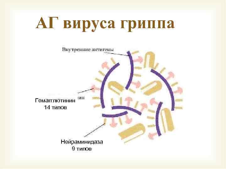 АГ вируса гриппа Гемагглютинин 14 типов Нейраминидаза 9 типов 