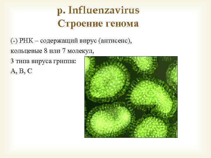 р. Influenzavirus Строение генома (-) РНК – содержащий вирус (антисенс), кольцевые 8 или 7