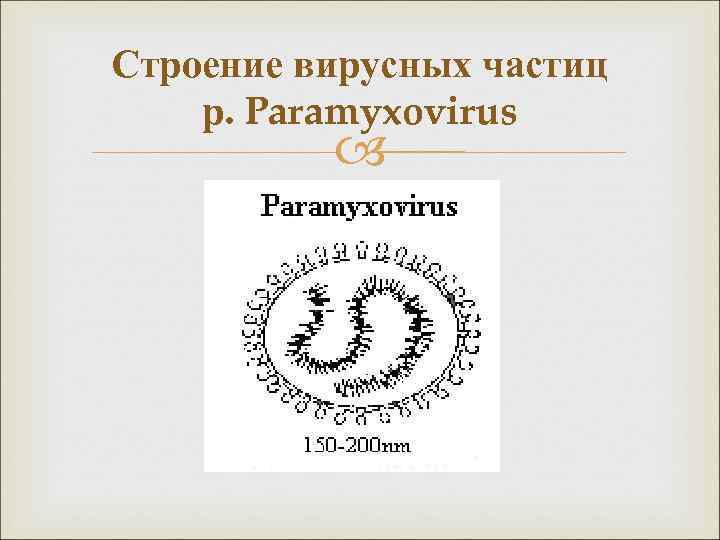 Строение вирусных частиц р. Paramyxovirus 