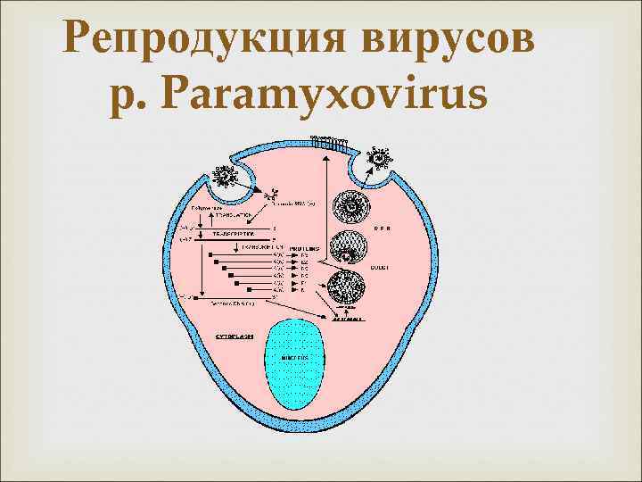 Схема репродукции вируса гриппа