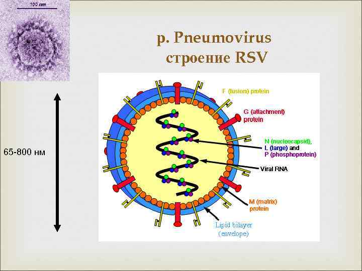р. Pneumovirus строение RSV 65 -800 нм 