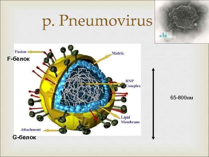p. Pneumovirus F-белок 65 -800 нм G-белок 