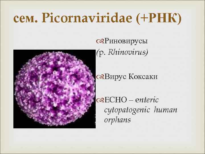 сем. Picornaviridae (+РНК) Риновирусы (p. Rhinovirus) Вирус Коксаки ЕСНО – enteric cytopatogenic human orphans