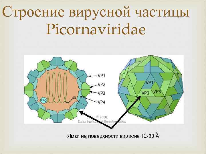 Строение вирусной частицы Picornaviridae Ямки на поверхности вириона 12 -30 А 