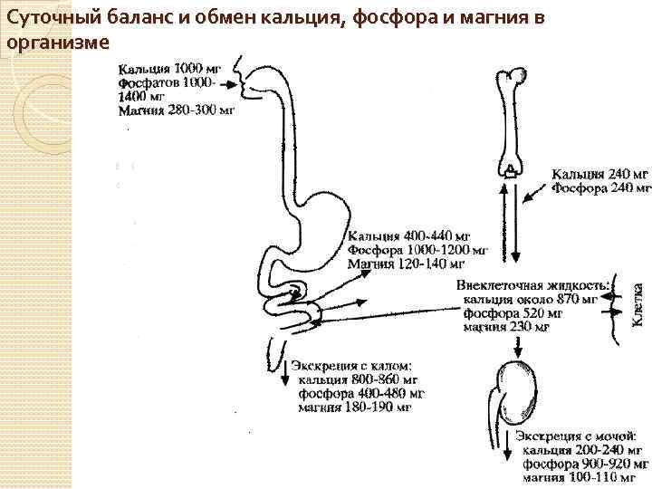 Суточный баланс и обмен кальция, фосфора и магния в организме 