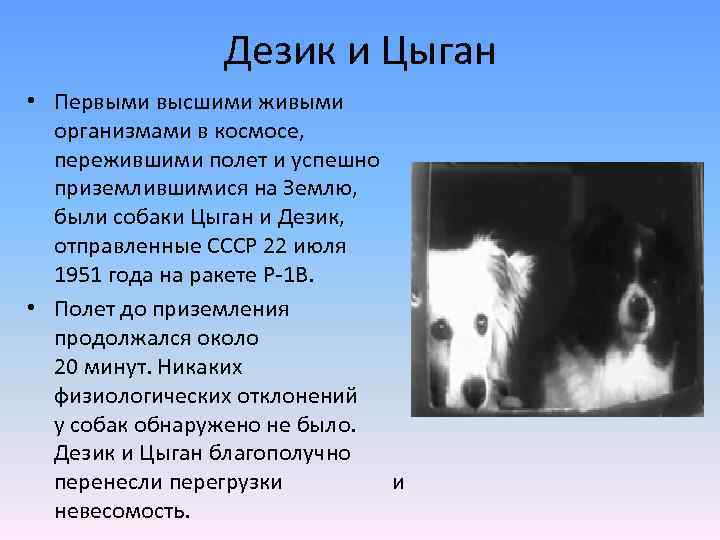 Дезик и Цыган • Первыми высшими живыми организмами в космосе, пережившими полет и успешно