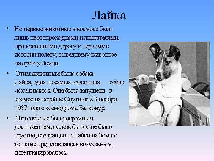 Лайка • Но первые животные в космосе были лишь первопроходцами-испытателями, проложившими дорогу к первому